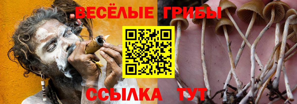 Псков  сколько стоит  Вход с VPN  Псилоцибиновые грибы GOLDEN TEACHER  Псилоцибиновые грибы Psilocybine cubensis 